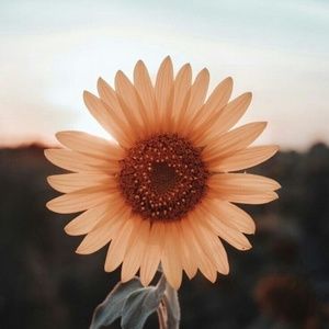 Meet your Posher, Brook